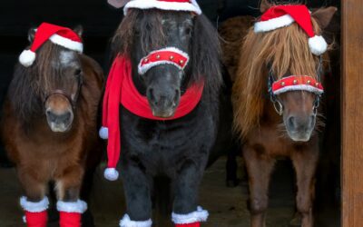 God Jul & Gott Nytt År!